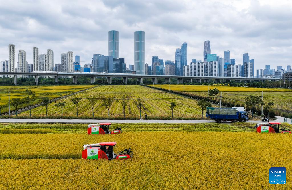 Rice harvested in paddy field in Hangzhou, China's Zhejiang-Xinhua